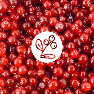 Lingonberry