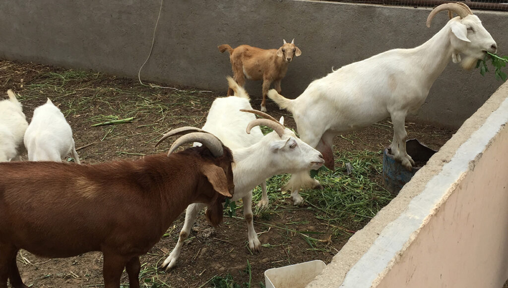 our resident goat family