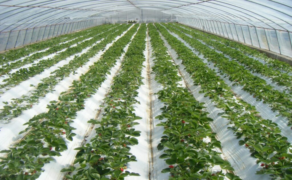 Strawberries growing in polytunnel