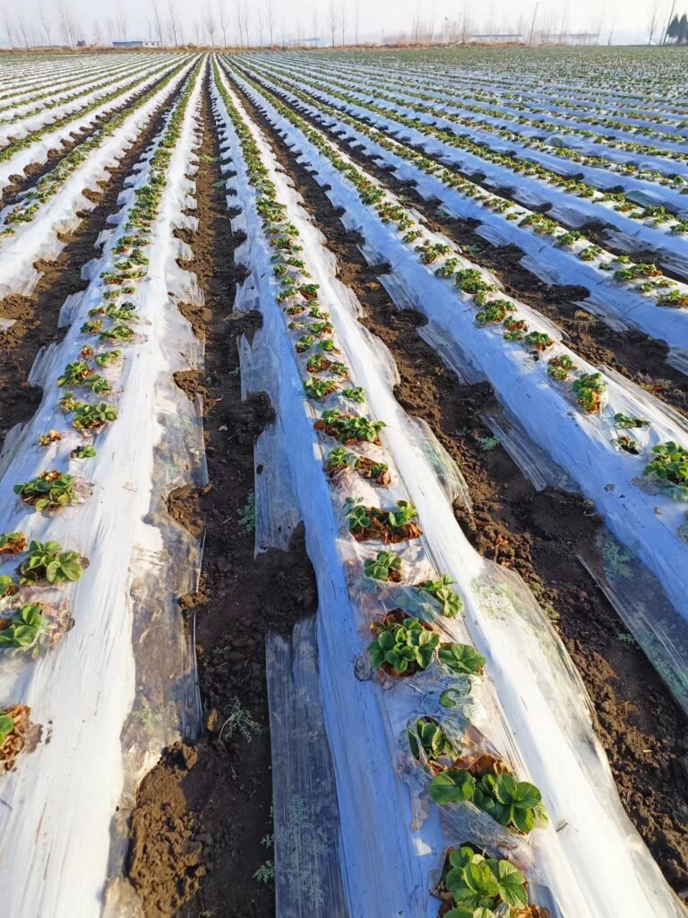 Strawberries emerging Spring 24