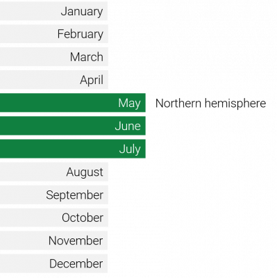 seasonality mango